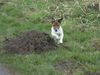 Jack-Russell-Terrier Hund