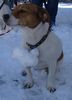 Jack-Russell-Terrier Hund