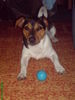 Jack-Russell-Terrier Hund