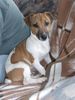 Jack-Russell-Terrier Hund