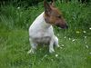 Jack-Russell-Terrier Hund