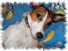 Jack-Russell-Terrier Hund