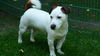 Jack-Russell-Terrier Hund