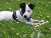 Jack-Russell-Terrier Hund