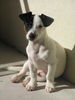 Jack-Russell-Terrier Hund