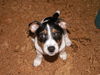 Jack-Russell-Terrier Hund