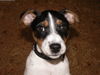 Jack-Russell-Terrier Hund