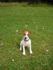 Jack-Russell-Terrier Hund