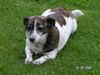 Jack-Russell-Terrier Hund