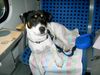 Jack-Russell-Terrier Hund