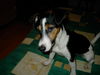 Jack-Russell-Terrier Hund