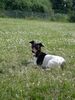 Jack-Russell-Terrier Hund