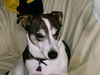 Jack-Russell-Terrier Hund