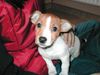 Jack-Russell-Terrier Hund