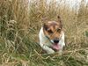 Jack-Russell-Terrier Hund