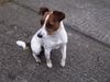 Jack-Russell-Terrier Hund