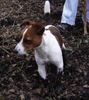 Jack-Russell-Terrier Hund