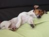 Jack-Russell-Terrier Hund