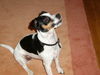 Jack-Russell-Terrier Hund