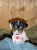 Jack-Russell-Terrier Hund