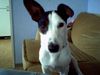 Jack-Russell-Terrier Hund