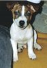 Jack-Russell-Terrier Hund