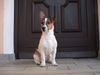 Jack-Russell-Terrier Hund