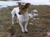 Jack-Russell-Terrier Hund