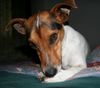 Jack-Russell-Terrier Hund