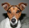 Jack-Russell-Terrier Hund