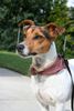 Jack-Russell-Terrier Hund