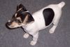 Jack-Russell-Terrier Hund