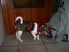 Jack-Russell-Terrier Hund