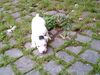 Jack-Russell-Terrier Hund