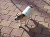 Jack-Russell-Terrier Hund