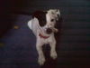 Jack-Russell-Terrier Hund