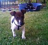 Jack-Russell-Terrier Hund