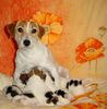 Jack-Russell-Terrier Hund