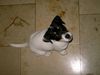 Jack-Russell-Terrier Hund