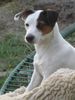 Jack-Russell-Terrier Hund