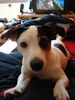 Jack-Russell-Terrier Hund