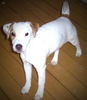 Jack-Russell-Terrier Hund