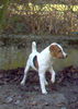 Jack-Russell-Terrier Hund