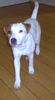 Jack-Russell-Terrier Hund