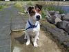 Jack-Russell-Terrier Hund