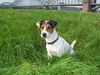 Jack-Russell-Terrier Hund