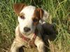 Jack-Russell-Terrier Hund