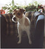 Jack-Russell-Terrier Hund