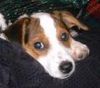 Jack-Russell-Terrier Hund