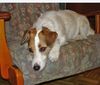 Jack-Russell-Terrier Hund